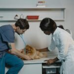 CMA avança em investigação sobre mercado veterinário