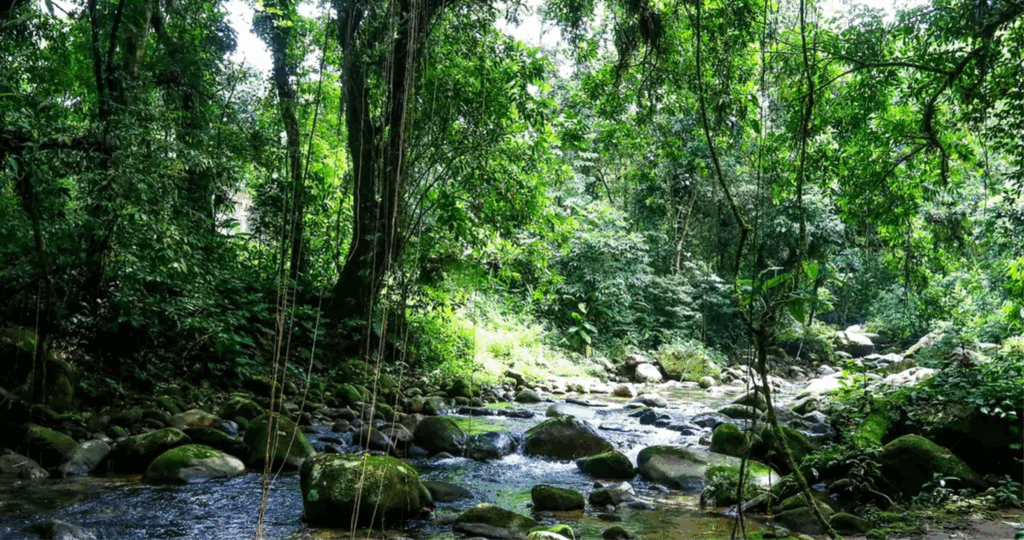 Projeto na Câmara busca suspender decreto que regulamenta a Lei da Mata Atlântica