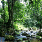 Projeto na Câmara busca suspender decreto que regulamenta a Lei da Mata Atlântica