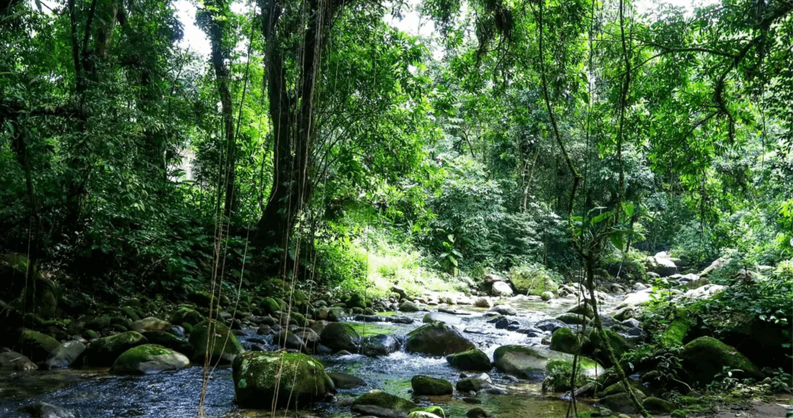 Projeto na Câmara busca suspender decreto que regulamenta a Lei da Mata Atlântica