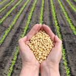 CADE nega provimento a 14 recursos voluntários no mercado de soja