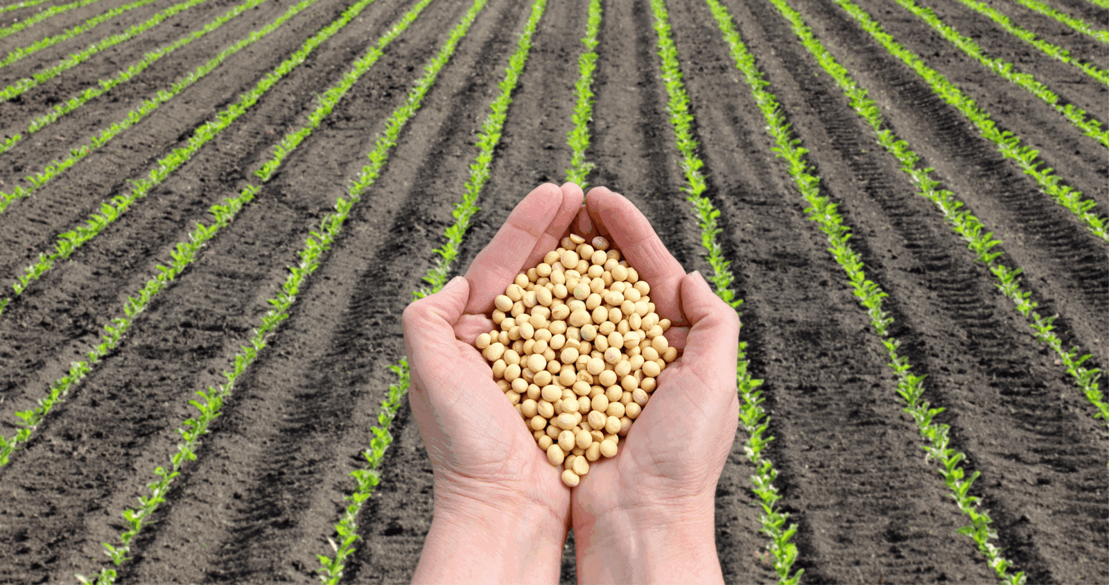 CADE nega provimento a 14 recursos voluntários no mercado de soja