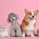 FTC barra cláusulas de não concorrência em empresa de cremação de animais