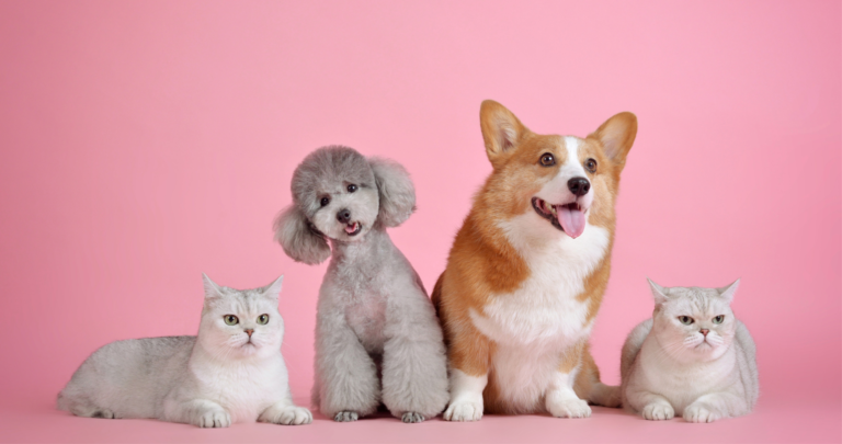 FTC barra cláusulas de não concorrência em empresa de cremação de animais