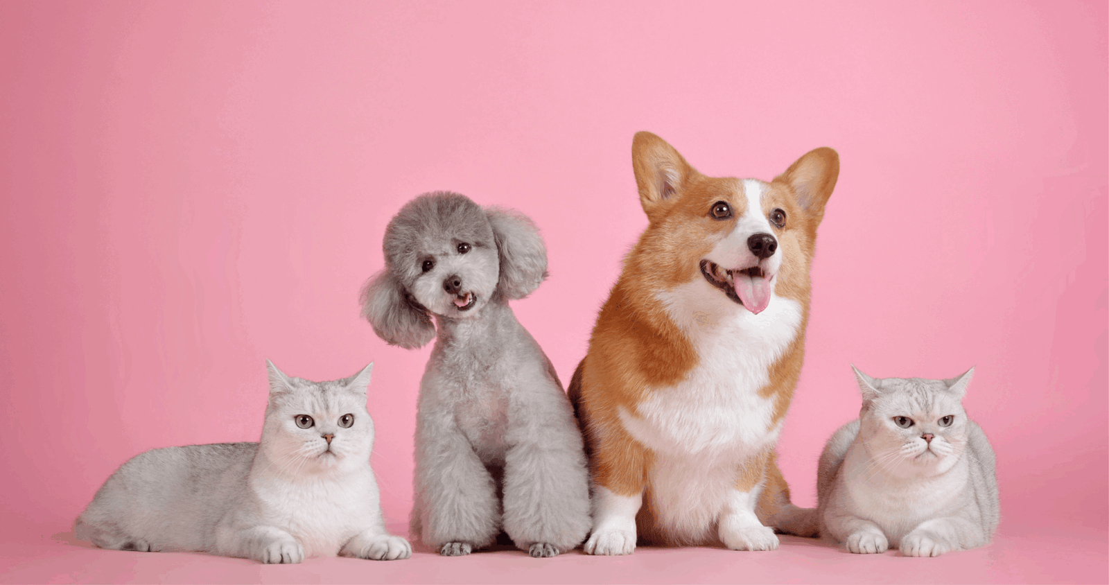 FTC barra cláusulas de não concorrência em empresa de cremação de animais