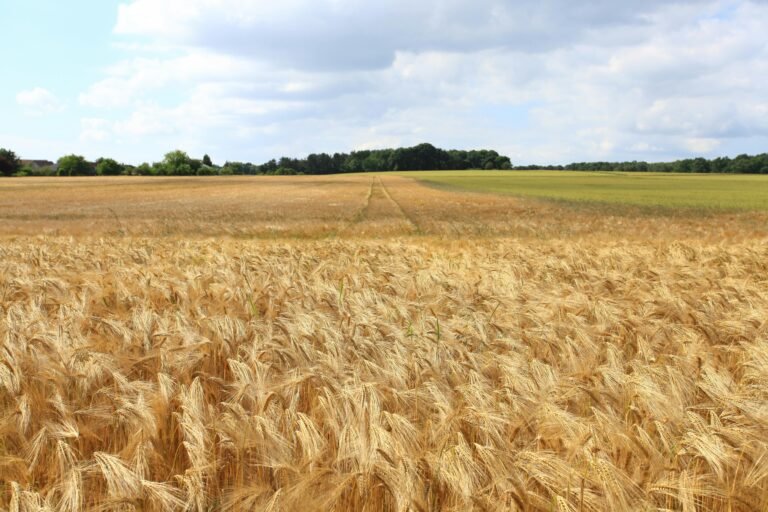 A Comissão de Agricultura, Pecuária, Abastecimento e Desenvolvimento Rural (CAPADR) da Câmara dos Deputados aprovou, na última quarta-feira (17), o Projeto de Lei (PL) 2.481/2025, que proíbe instituições financeiras de condicionar a concessão do crédito rural à aquisição de outros produtos ou serviços financeiros – prática conhecida como “venda casada”. A proposta, de autoria do deputado Evair Vieira de Melo (PP-ES) e relatada pelo deputado Rodrigo da Zaeli (PL-MT), ambos integrantes da Frente Parlamentar da Agropecuária (FPA), altera a Lei nº 4.829/1965, que instituiu o crédito rural no Brasil. O que muda com o projeto De acordo com o texto, bancos não poderão mais impor como condição para liberar crédito rural a contratação de: Títulos de capitalização; Consórcios; Aplicações financeiras ou investimentos (como CDBs); Planos de previdência; Depósitos em poupança; Seguros de vida ou residenciais. A exceção está nos instrumentos diretamente voltados à mitigação de riscos da atividade rural, como o seguro agrícola e o Programa de Garantia da Atividade Agropecuária (Proagro). Segundo o relator, a medida reforça direitos já previstos no Código de Defesa do Consumidor e em resoluções do Banco Central, mas que ainda não são respeitados na prática. “Mesmo com o Código de Defesa do Consumidor e resoluções do Banco Central, a venda casada continua sendo imposta na ponta. Muitos agricultores relatam que só conseguem crédito se aceitarem contratar seguros ou aplicações financeiras. A proposta dá clareza, segurança jurídica e é um instrumento mais efetivo de proteção ao produtor rural”, destacou Rodrigo da Zaeli. “Fim à chantagem contra os agricultores”, diz autor O autor do projeto, deputado Evair Vieira de Melo, defendeu a medida como resposta a uma prática recorrente que, segundo ele, penaliza sobretudo pequenos e médios produtores. “O objetivo do nosso projeto é muito claro: precisamos dar um fim à chantagem representada pelas chamadas ‘vendas casadas’ e às obrigações impostas pelas instituições financeiras no momento da concessão de crédito. Essa prática tem se tornado uma perseguição implacável contra os nossos agricultores”, afirmou. Evair acrescentou que a proposta tem caráter educativo e punitivo, fortalecendo a princípio a conscientização no campo. “Na prática, [os agricultores] acabam sofrendo um verdadeiro assédio moral por parte dos bancos e cedem às pressões, contratando planos ou comprando itens totalmente desnecessários. Nosso projeto traz a devida clareza à lei e reforça a proteção ao agricultor”, completou. Impacto no setor rural De acordo com parlamentares da Frente Parlamentar da Agropecuária, a medida poderá: Reduzir custos para pequenos e médios produtores, que muitas vezes não têm acesso a crédito barato; Garantir mais transparência nas operações financeiras voltadas ao campo; Evitar desvio de recursos, assegurando que o crédito rural seja usado em sua finalidade principal: a produção agropecuária. O relator também reforçou que o equilíbrio foi mantido: “Não estamos retirando mecanismos de proteção, como o seguro agrícola, que são fundamentais para a sustentabilidade do crédito rural. O que estamos proibindo é o abuso”, explicou Zaeli. O projeto tramita em caráter conclusivo e ainda será analisado pelas Comissões de Finanças e Tributação (CFT) e de Constituição e Justiça e de Cidadania (CCJ). Caso aprovado, seguirá para o Senado. Se virar lei, a proposta garantirá maior segurança jurídica para agricultores e um limite à atuação dos bancos, avançando na modernização do crédito rural brasileiro.