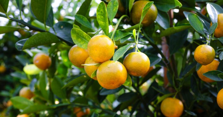 Preço do suco de laranja dispara com avanço do greening e pressões do mercado internacional