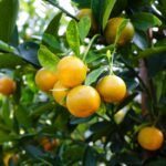 Preço do suco de laranja dispara com avanço do greening e pressões do mercado internacional