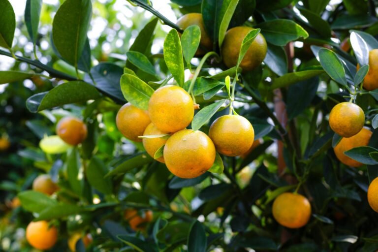 Preço do suco de laranja dispara com avanço do greening e pressões do mercado internacional