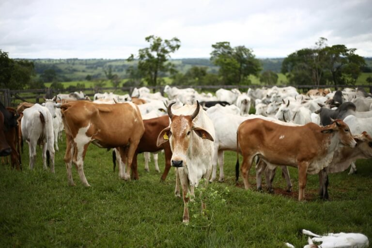 FASA aliena ativos de processamento de resíduos animais no Ceará