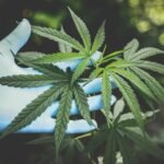 Anvisa proíbe venda de produtos à base de cannabis sem registro