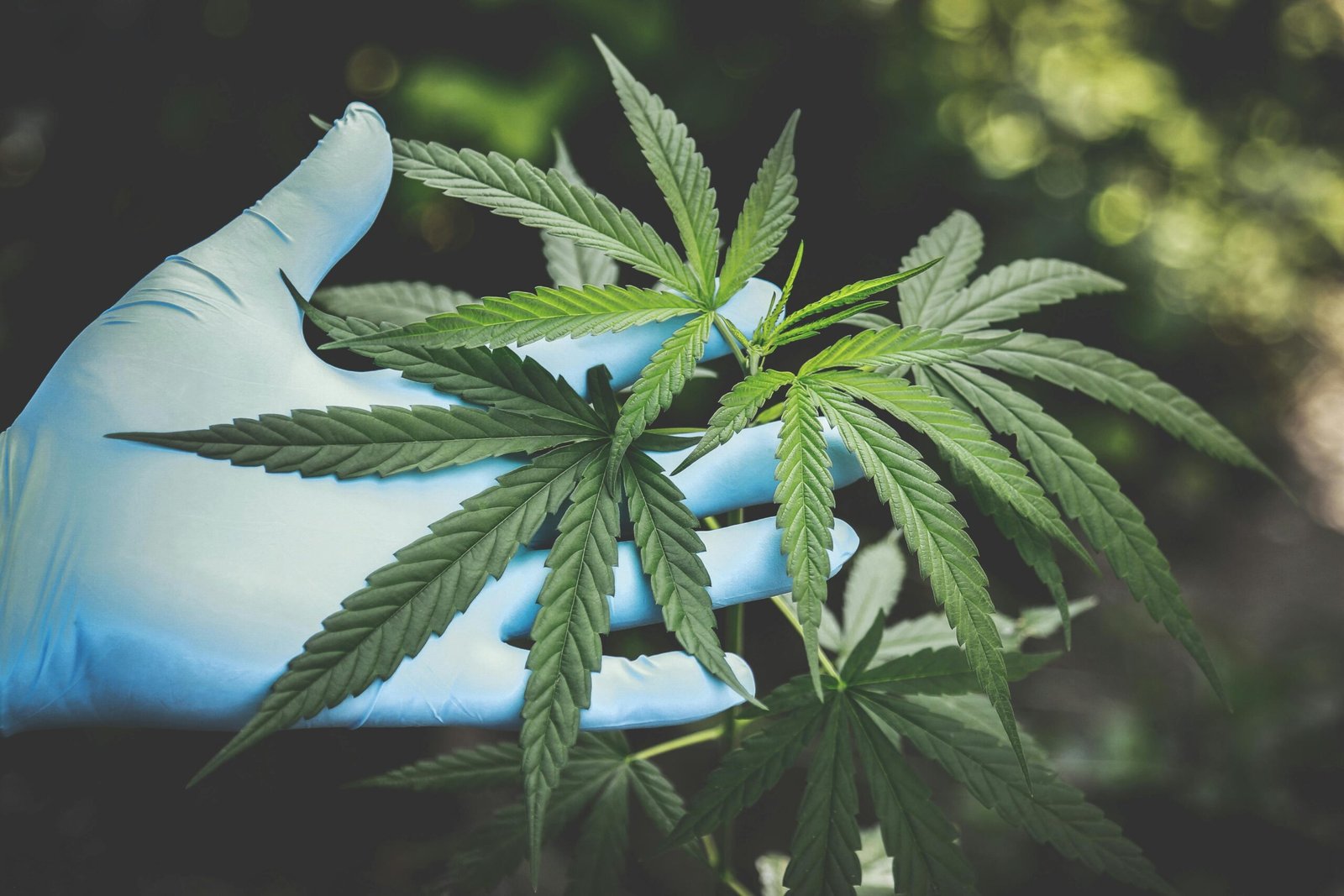 Anvisa proíbe venda de produtos à base de cannabis sem registro