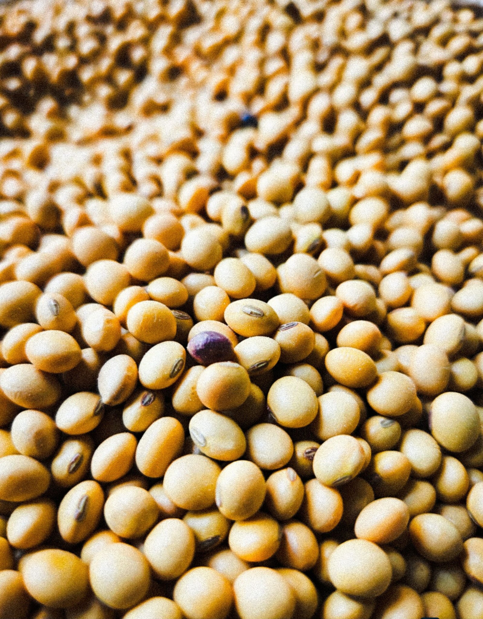 SG/Cade recomenda condenação da Bayer-Monsanto